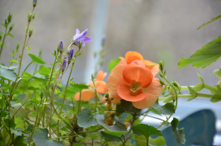 Колокольчики мои...