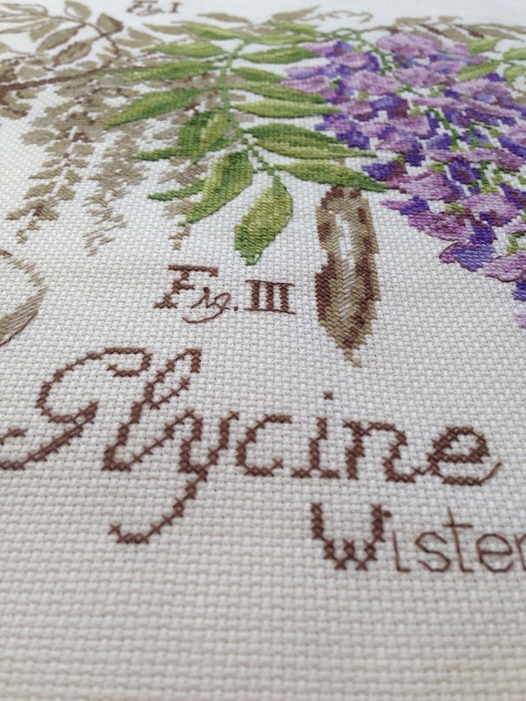 Глициния DFEA