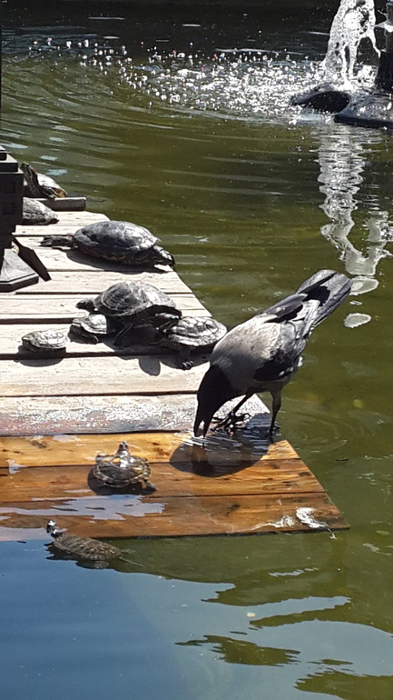 Прогулка в Аптекарский огород