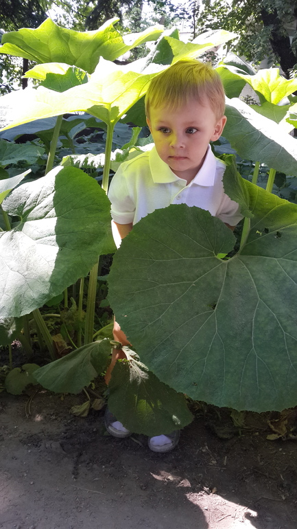 Прогулка с Аптекарский огород