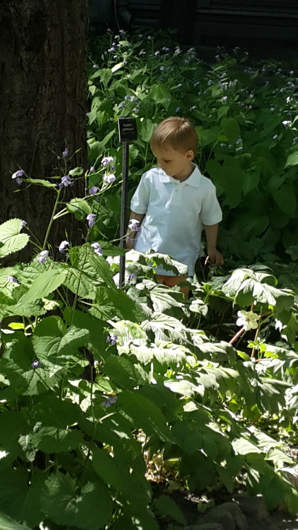 Прогулка с Аптекарский огород