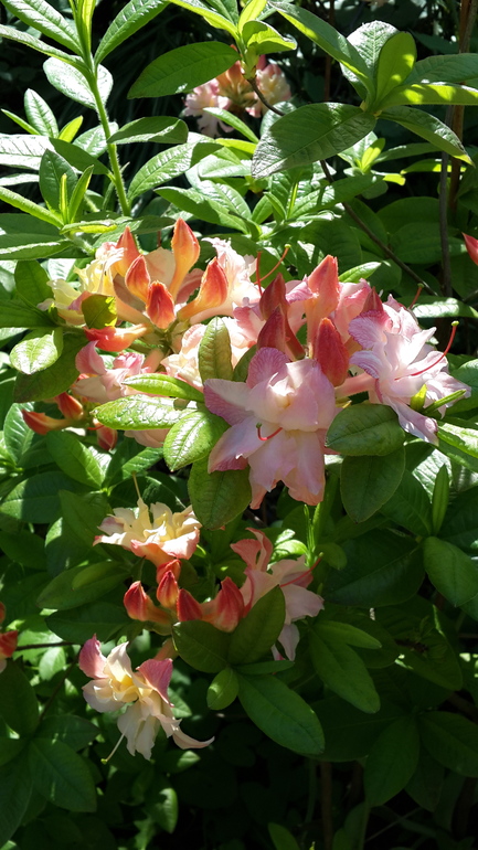 Прогулка в Аптекарский огород