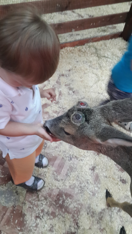 Контактный зоопарк (много фоток)