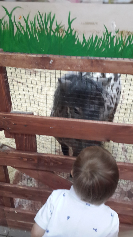 Контактный зоопарк (много фоток)