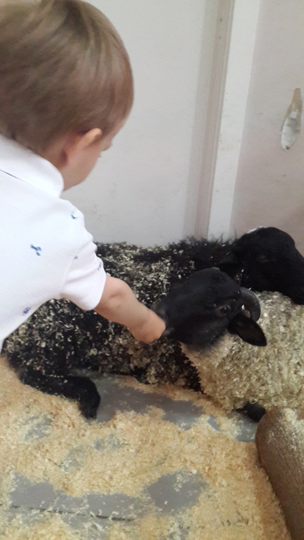 Контактный зоопарк (много фоток)