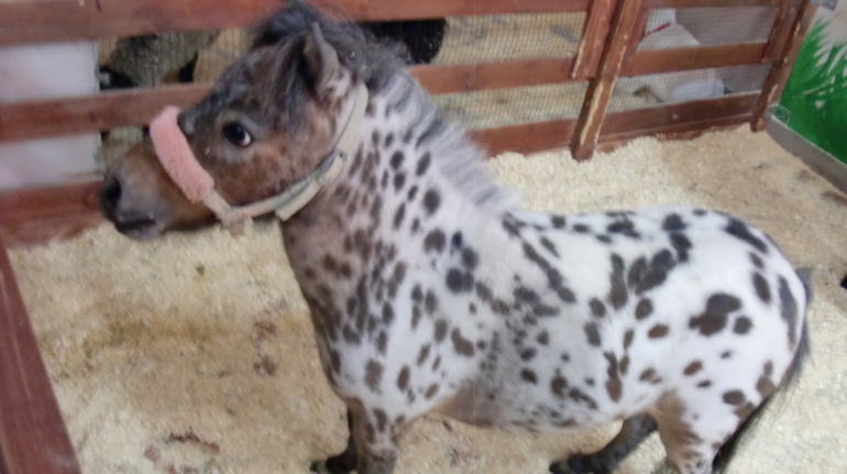 Контактный зоопарк на Тушинской (2г 5 мес)