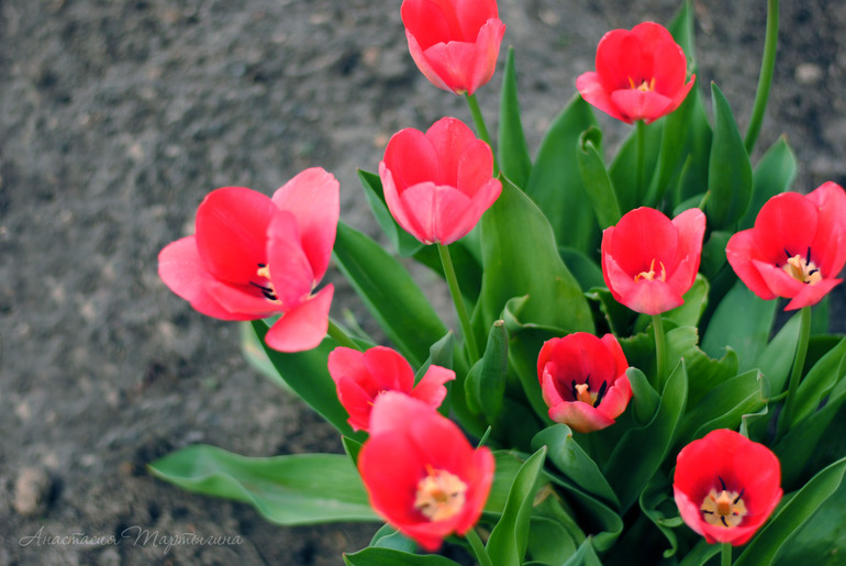 Контрольное задание № 23. Делаем схему для вышивки из фотографии