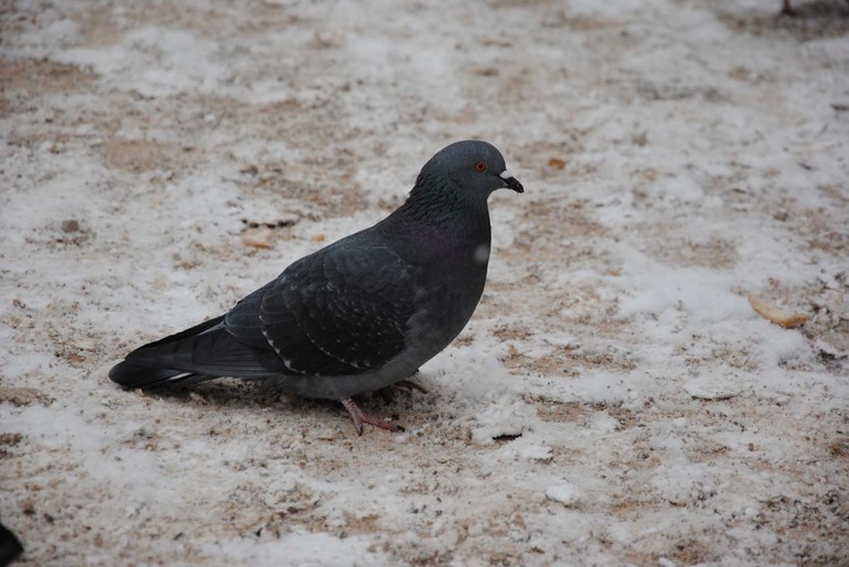 Контрольное задание № 5. Корректируем тона при помощи уровней