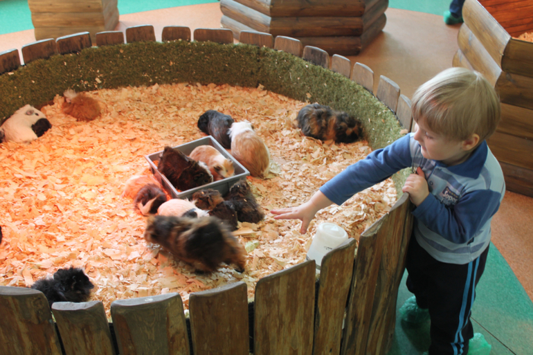 Контактный зоопарк