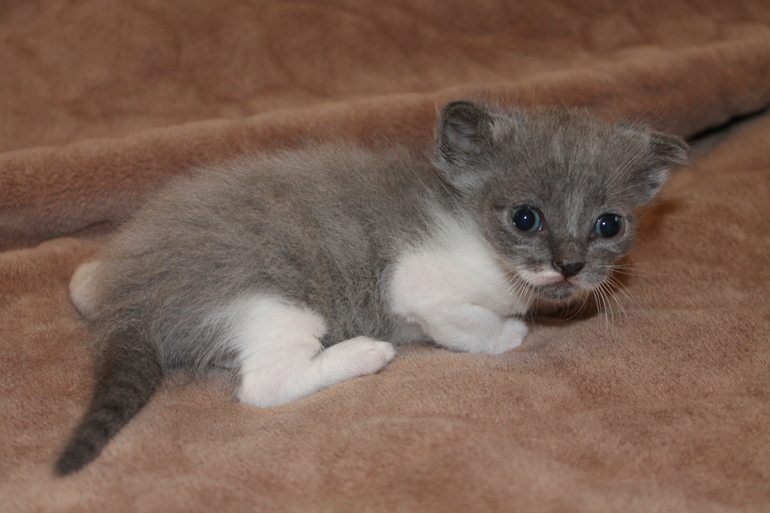 Пристрою в добрые руки маленьких хвостатиков