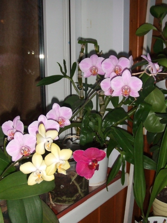 Мои любимочки