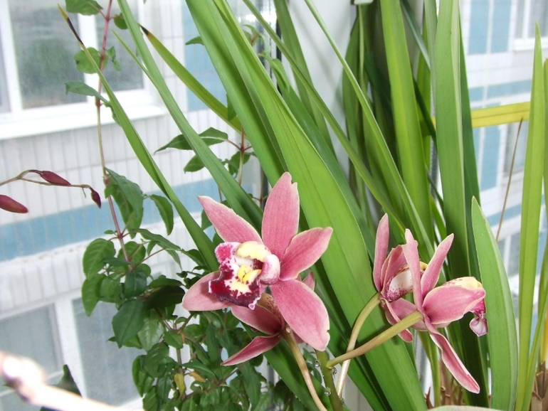 Мои любимочки