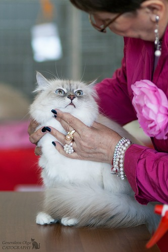 Мой котик и моя кошечка