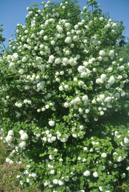 Альбом для девочки