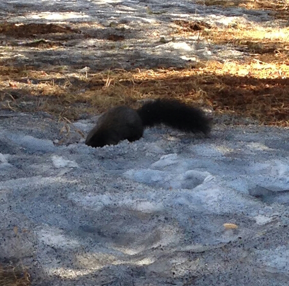 Ручные белки