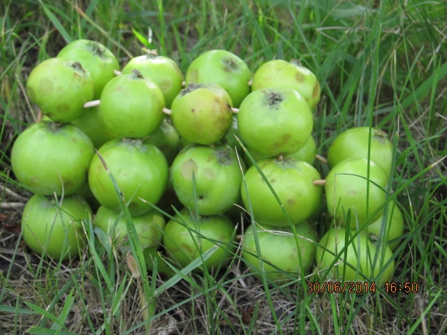 ФМ "Веселое лето" - День №4 " конструирование"