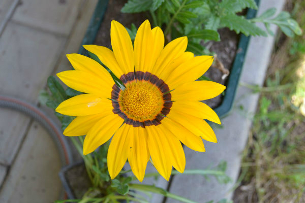 Я опять с цветами.