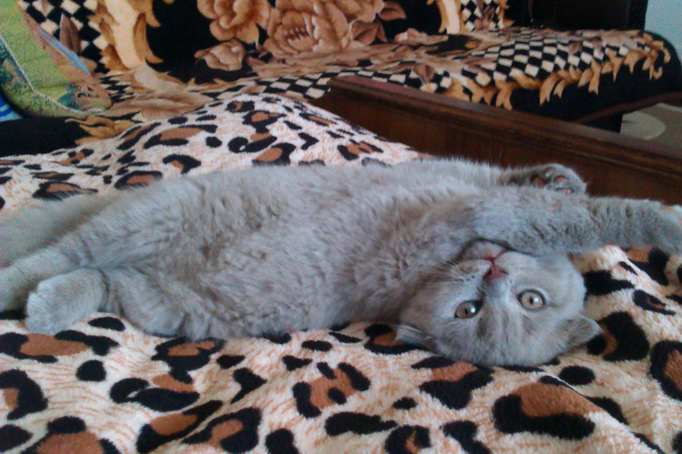 Знакомтесь,Масяня!