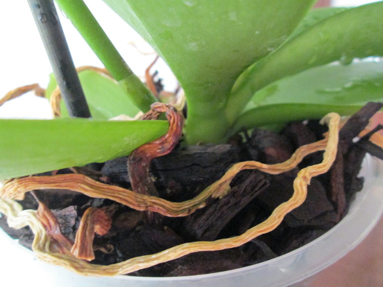 Нужно обрезать или обойдется?