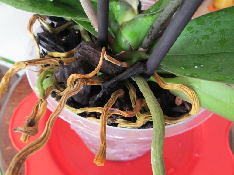 Нужно обрезать или обойдется?