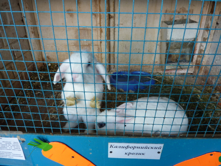 Зверинец на ВЫхино.