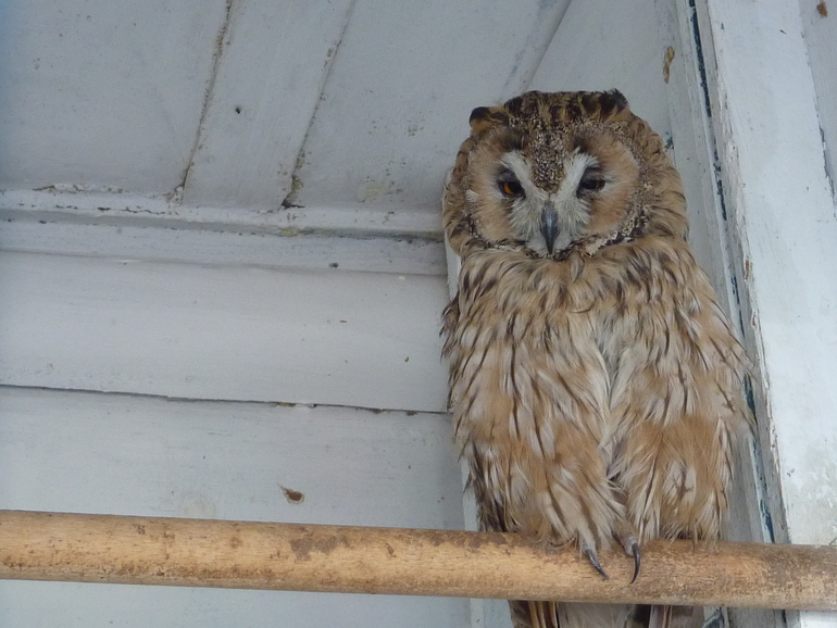 Зверинец на ВЫхино.