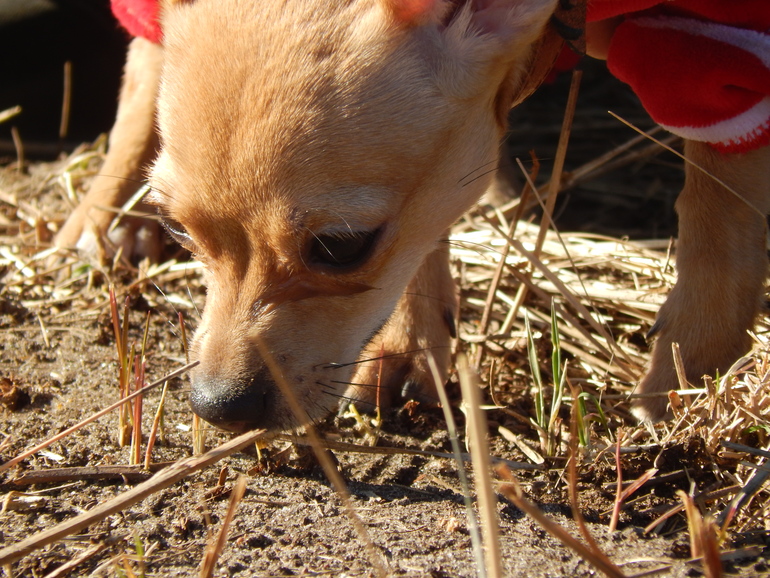 Всем привет!! Хочу показать вам нашу Боньку))