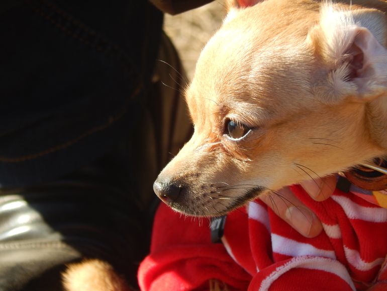 Всем привет!! Хочу показать вам нашу Боньку))