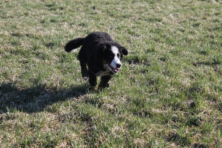 Ричард на прогулке в полях)))