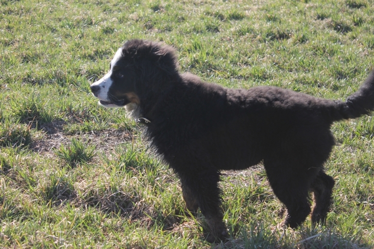 Ричард на прогулке в полях)))