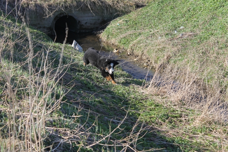 Ричард на прогулке в полях)))