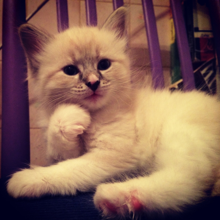 Невские маскарадные малыши