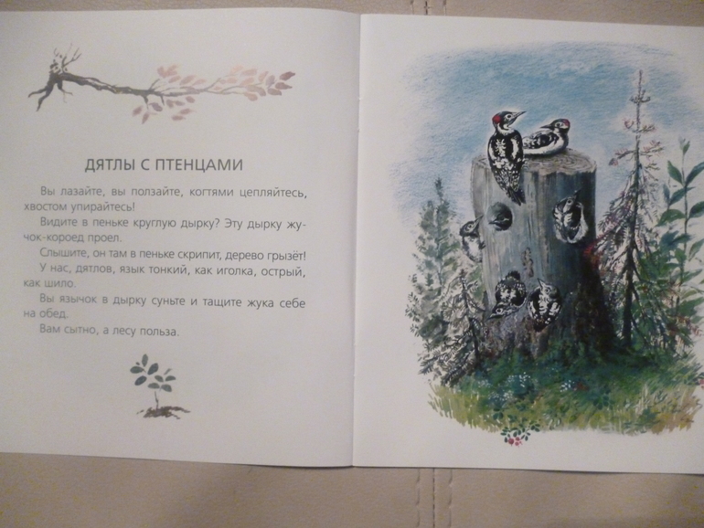 Чарушинские зверята (подробные фото и отзыв)