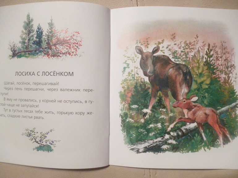 Шагай лосенок перешагивай через пень. Шагай лосенок перешагивай. Е Чарушин Шагай лосёнок перешагивай. Чарушина лосенок. Произведение лосенок.
