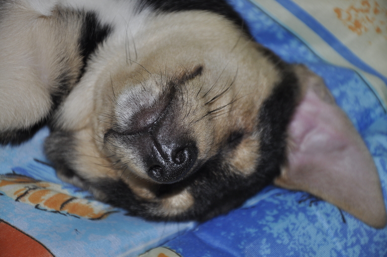 Подскажите, пожалуйста, как в такой ситуации воспитывать щенка?