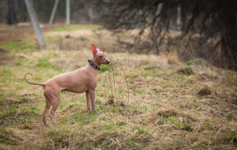 Фарра и Гемма