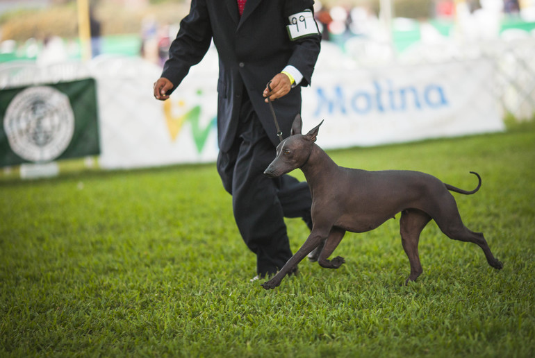 Выставки собак в Перу