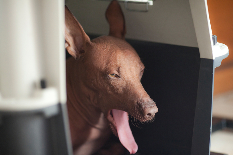 Фаррочка устала...