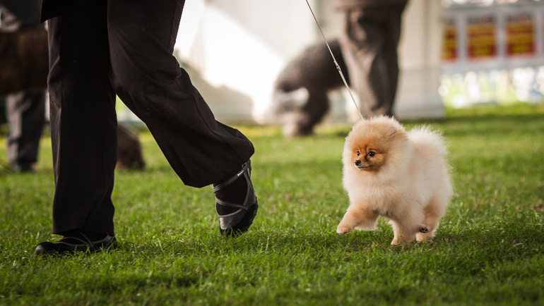 Выставки собак в Перу