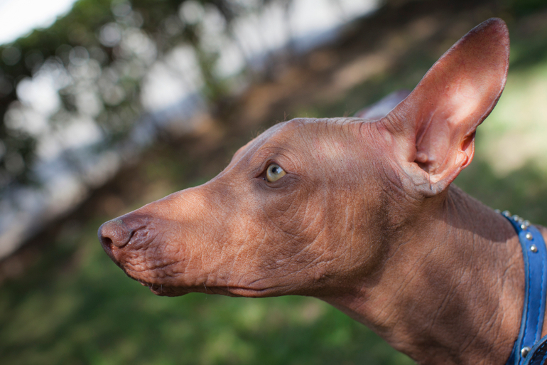 Перуанский парень