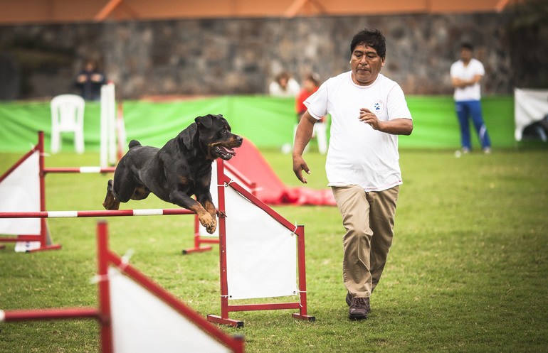 Аджилити в Перу