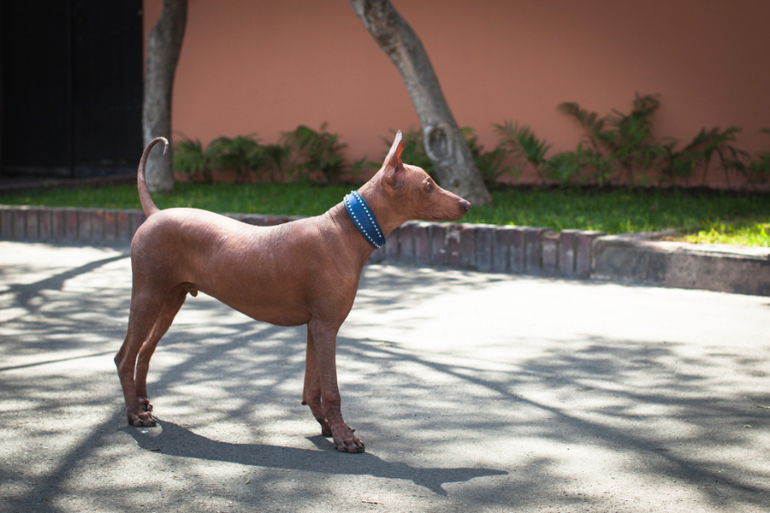 Перуанский парень