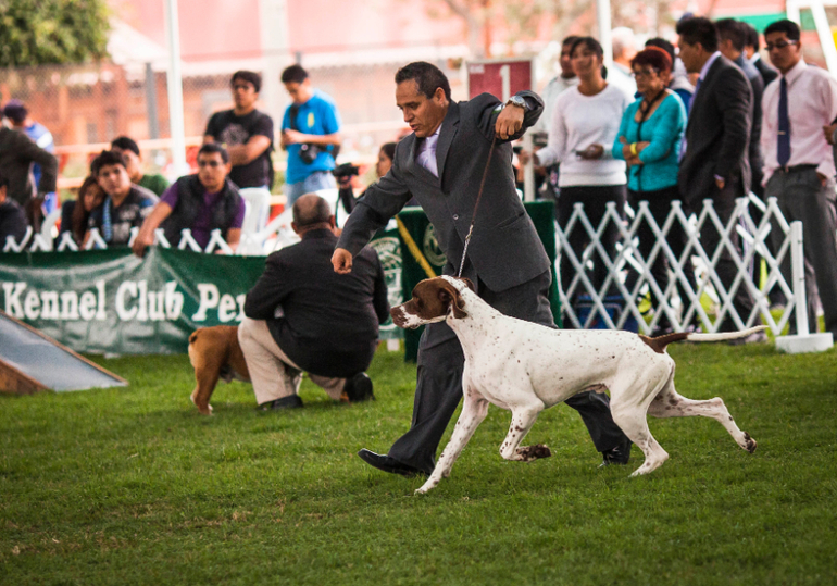 Выставки собак в Перу
