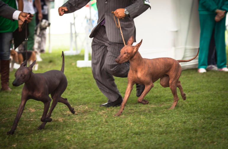 Выставки собак в Перу