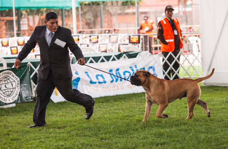 Выставки собак в Перу