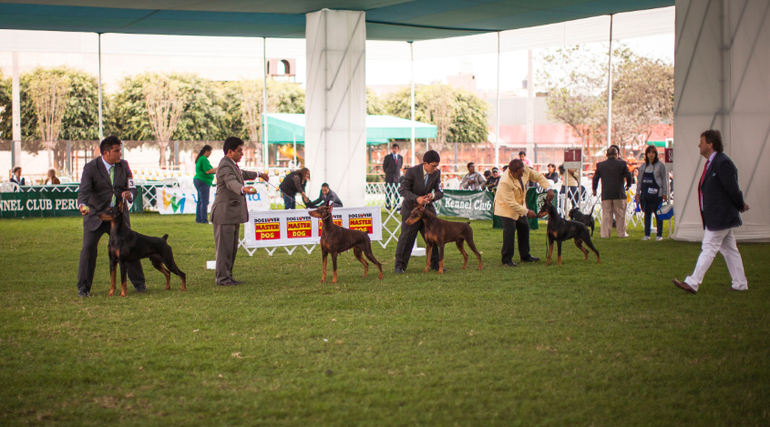 Выставки собак в Перу