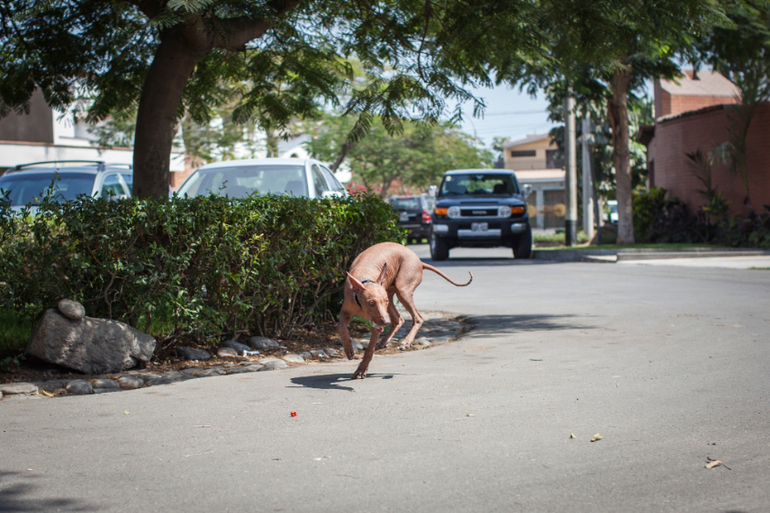 Перуанский парень