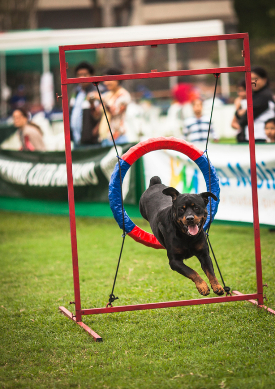 Аджилити в Перу