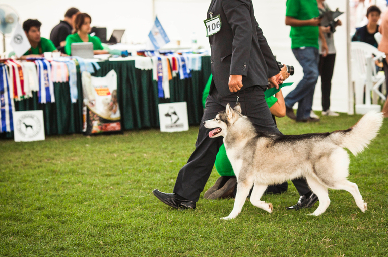 Выставки собак в Перу