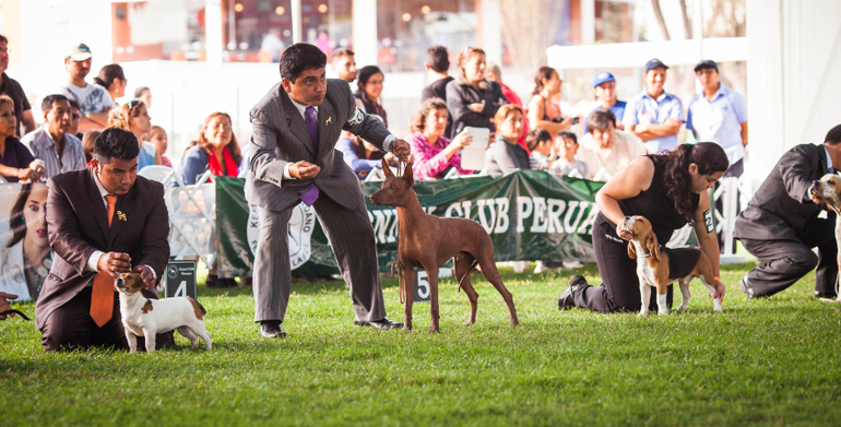 Выставки собак в Перу
